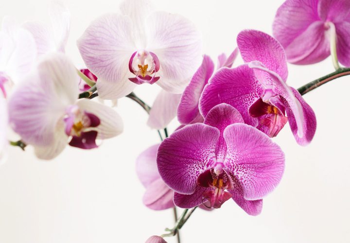 caring-for-orchids-hero