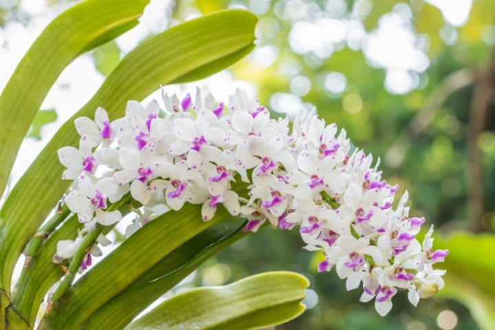 white-and-purple-orchid-rhynchostylis-gigantea-picture-id1154396514_1024x1024