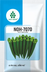 NOH-7070 - Okra - Nath Bio Genes